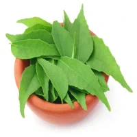 Curry Leaves