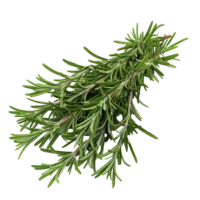 Rosemary